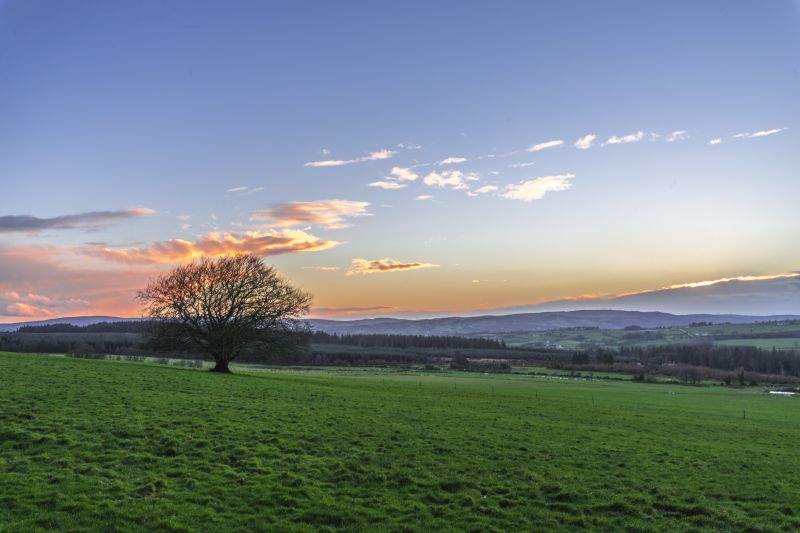 하늘, 들, 수평선, 목초지, 나무, 구름