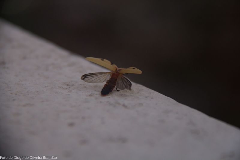 fotografering,insekt,vinge,fauna,skadedyr,nærbilde