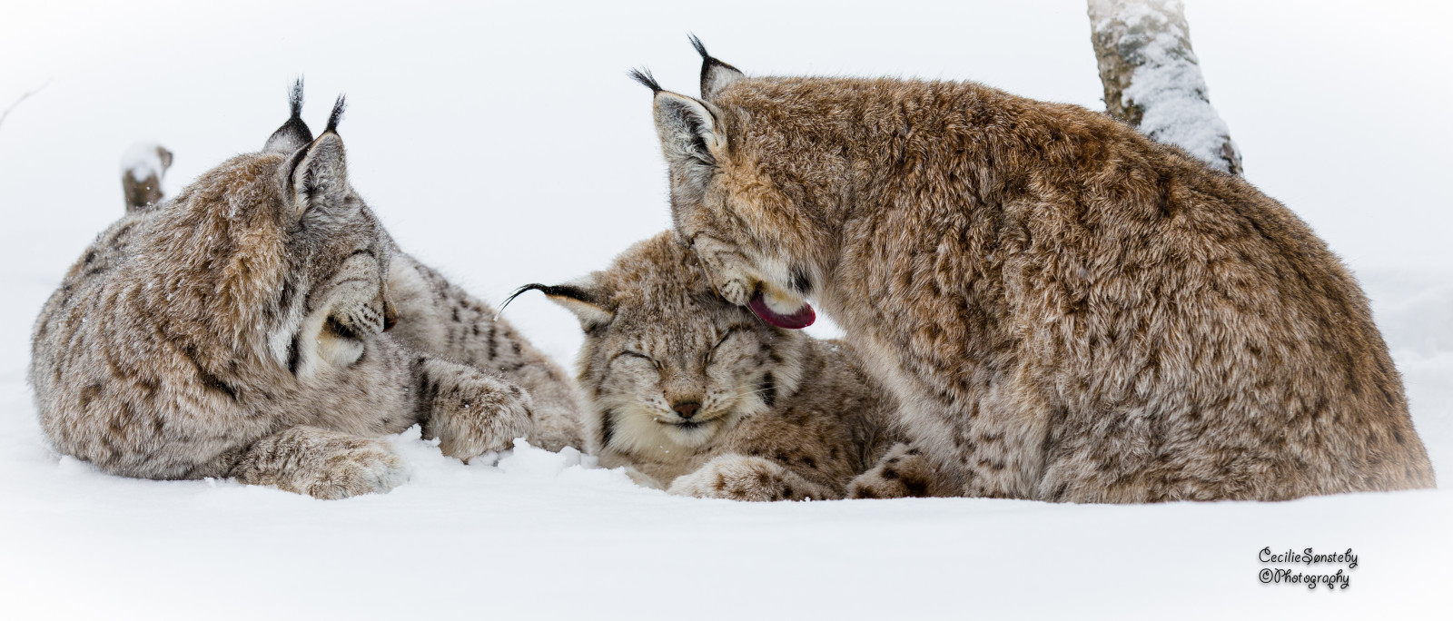 detailní, kočka, Kánon, ngc, lízat, npc, uvolněný, výprask, rys, gaupe, langedrag, relaxingtime, markiii, catfamily, eurasianlynx, specanimal, canon5dmarkiii, ef70200mmf28lisiiusm, ef70200mmf28liiisusm