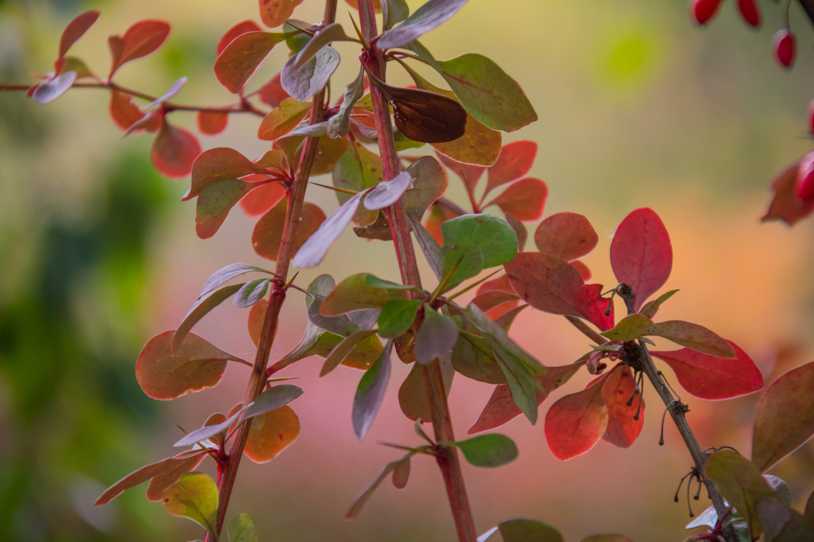 Garten, Park, Ast, blühen, Baum, Herbst, Blatt, Blume, Pflanze, Jahreszeit, Flora, H st, L v, Exif Modell canoneos760d, Geocountry, Kamera macht canon, Geocity, Kameramodell canoneos760d, Geostate, Geolocation, Exif linse efs18200mmf3556is, Exiföffnung 56, Exif focallength 200mm, Exif machen canon, Alnarp, Exif isospeed 640, Blütenblatt, produzieren, Botanik, Landanlage, blühende Pflanze, Holzige Pflanze, Strauch, Makrofotografie