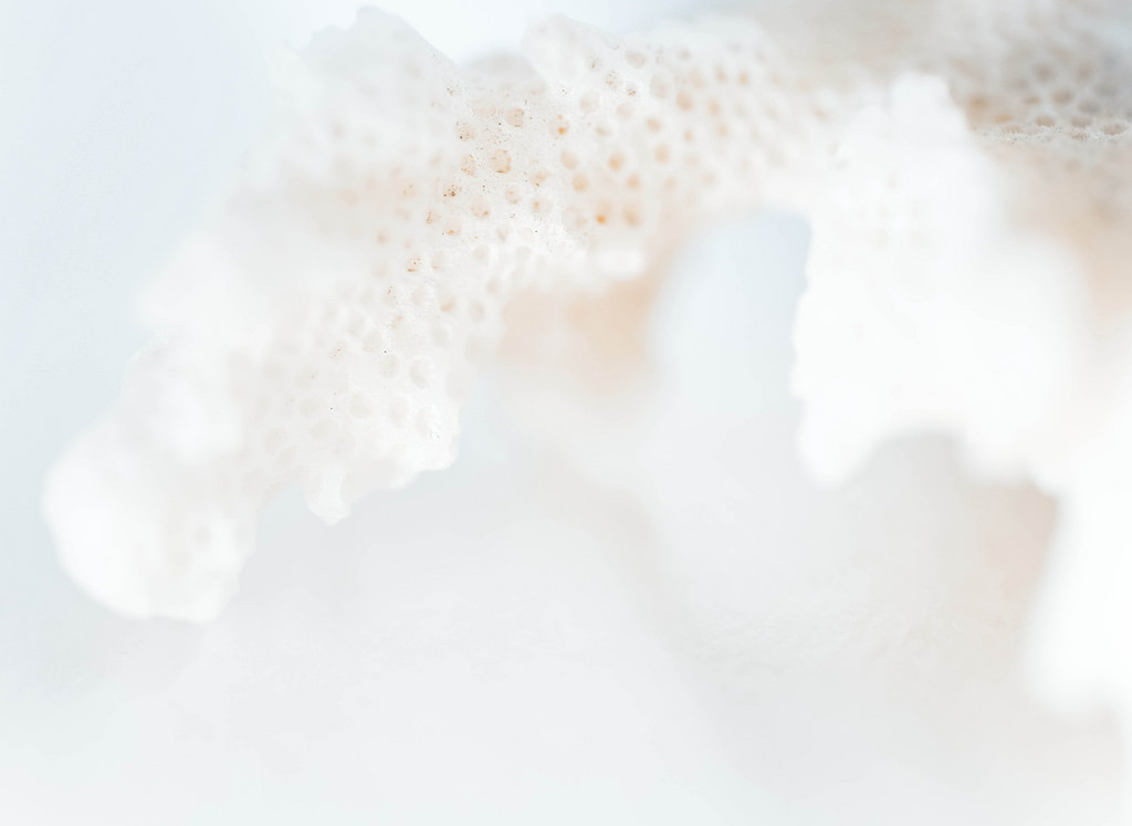 Wallpaper texture, coral 1024x747 932659 HD Wallpapers WallHere