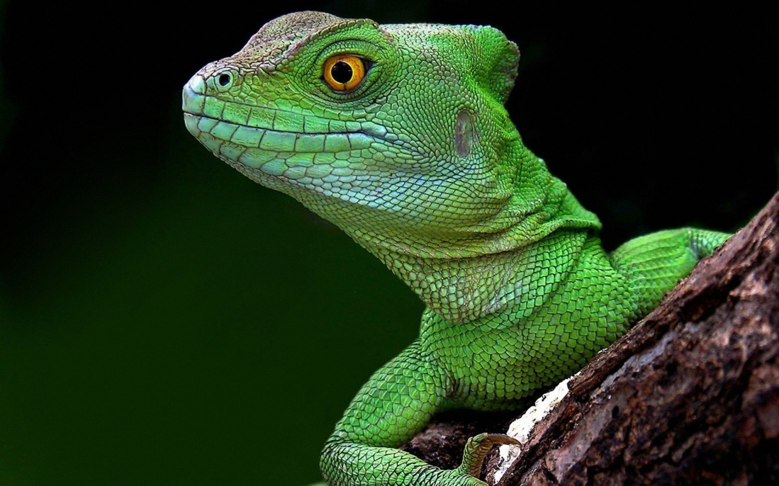 Wallpaper : 1920x1200 px, lizards, macro 1920x1200 - goodfon - 1290885 ...