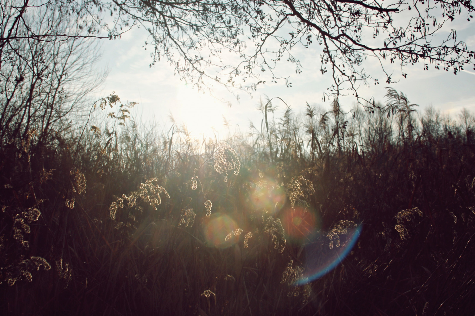 Sonnenlicht, Bäume, Wald, Sonnenuntergang, Natur, Betrachtung, Gras, Himmel, Pflanzen, Ast, Abend, Morgen, Nebel, Sonne, Atmosphäre, Licht, Baum, Herbst, Blatt, Blume, Dämmerung, Dunkelheit, 4272x2848 px, Atmosphärisches Phänomen