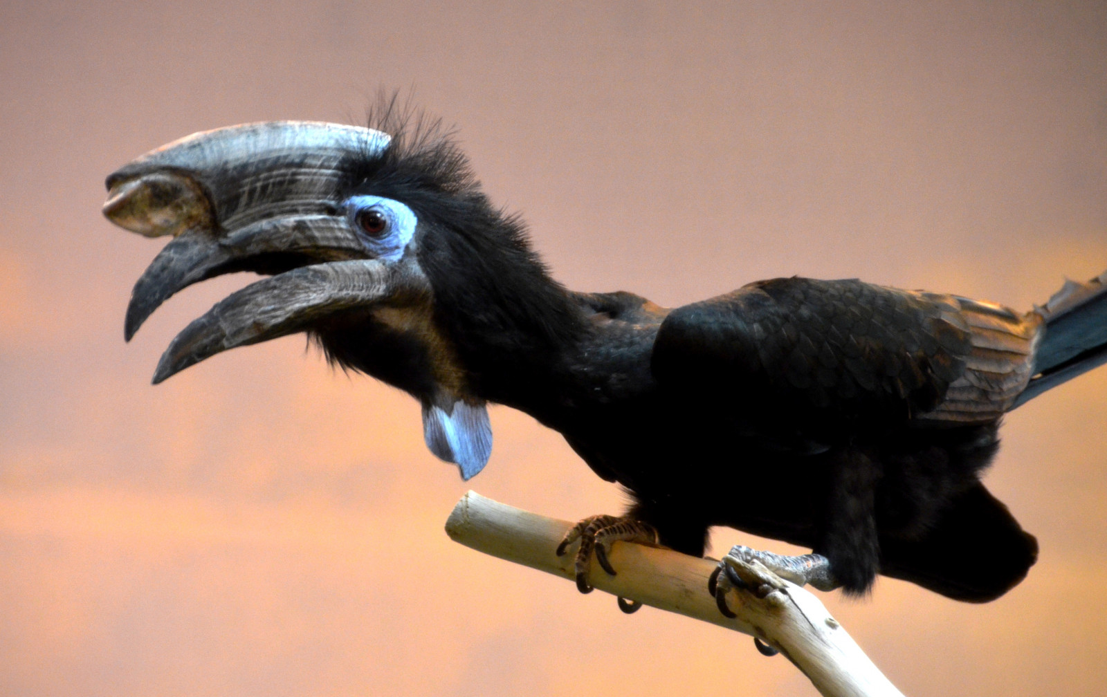 fauna, zobák, pták, křídlo, Pírko