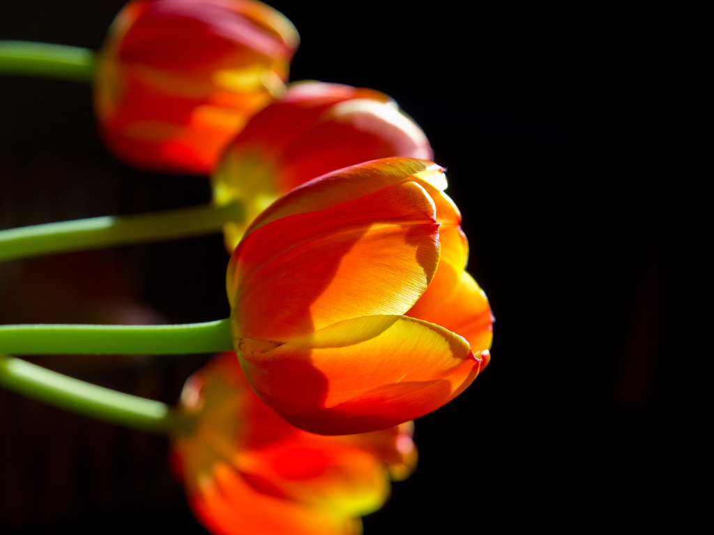 natur, natur, Pflanzen, planter, blumen, blomster, Tulpen, tulipaner, rådne, rød, gelb, gul, Nahaufnahme, tæt på, sonne, Sol, olympuse5, schreibtnix