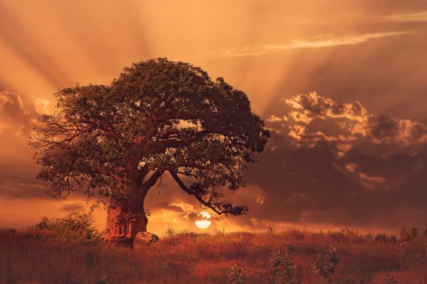 sunlight,trees,landscape,sunset,nature,grass