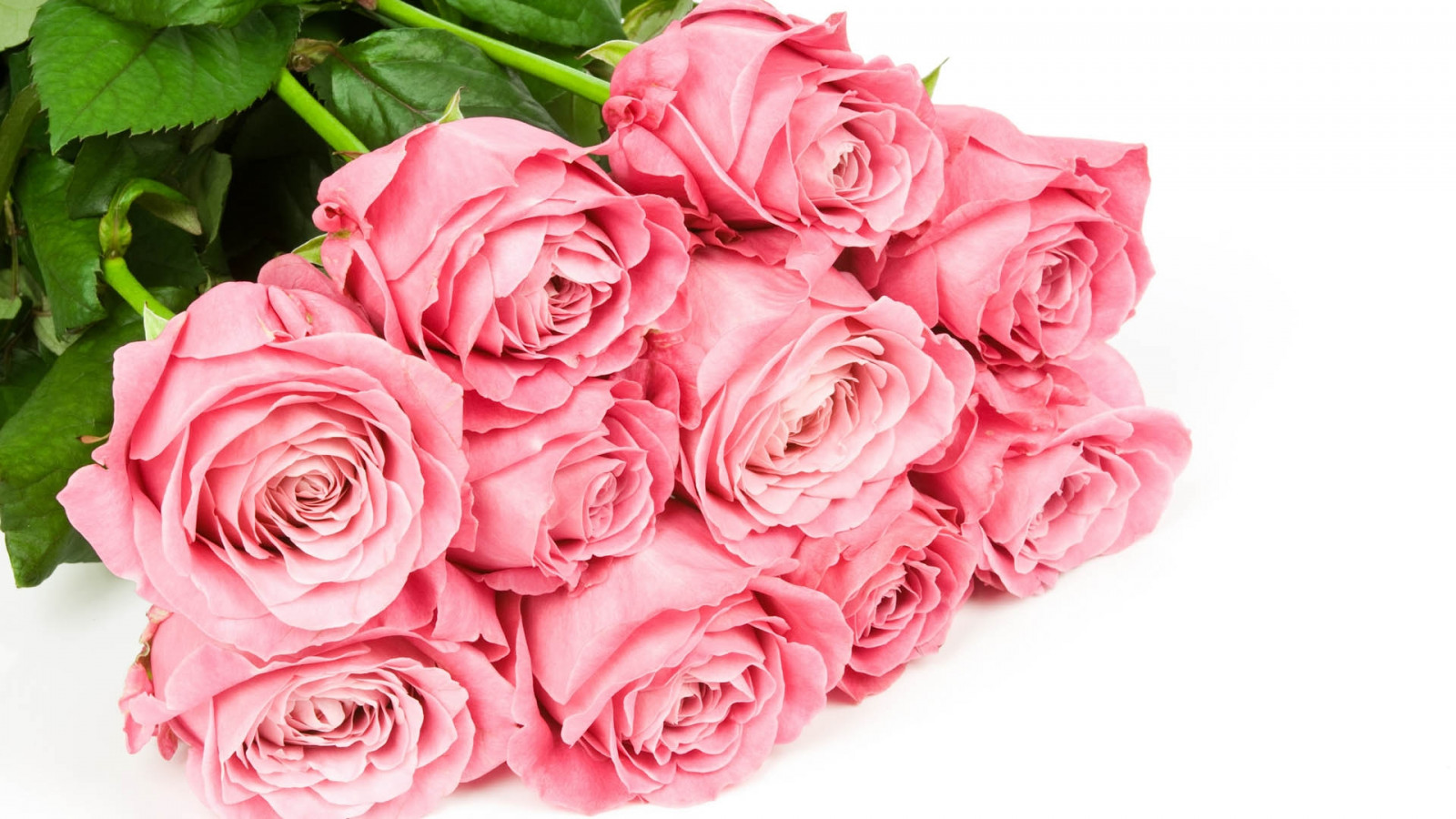 Wallpaper table, pink, petal, land plant, flowering plant, floristry