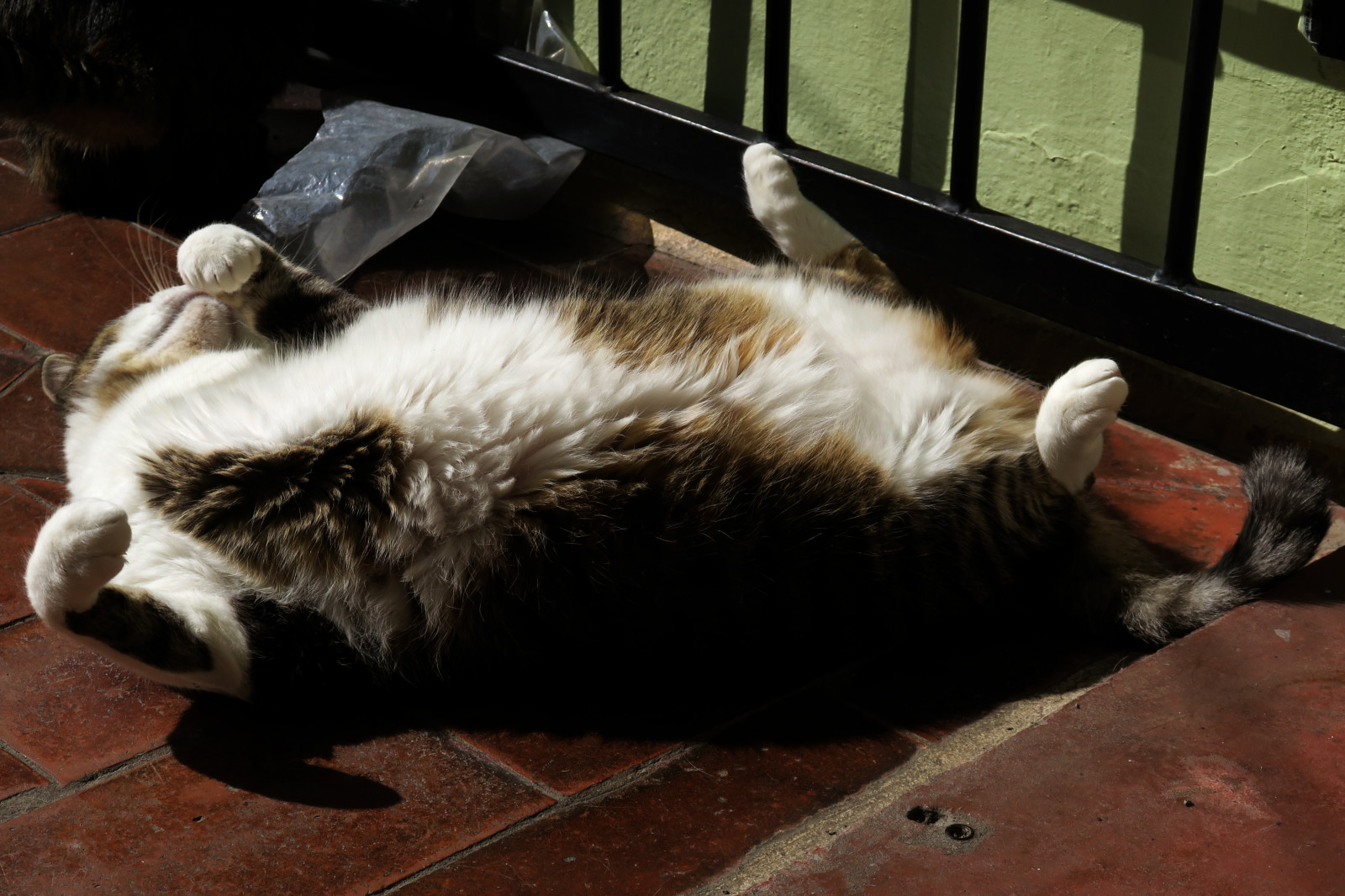 Italia, Itálie, italien, italie, Emilia-Romagna, Romagna, Faenza, faventia, kameninové, zvíře, kotě, gatto, Gatta, Gatti, Gatte, kočka, kočky, povídání, povídat si, katze, Katzen, gato, gatos, domácí zvíře, Domácí mazlíčci, mourek, srstnatý, Koťátko, moggy, moggies, Gattino, animale, ininterni, animaledomestico, aliceellen, Alice, Ellen, canong5x, Kánon, g5x, šťastný, caturday, happycaturday, whatevertheweather, břicho