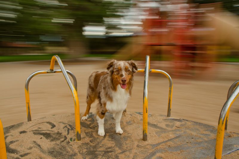 cane, cane come mammifero, grugno, cane di razza, gruppo razza del cane cane, cane come mammifero, grugno, cane di razza, gruppo razza del cane