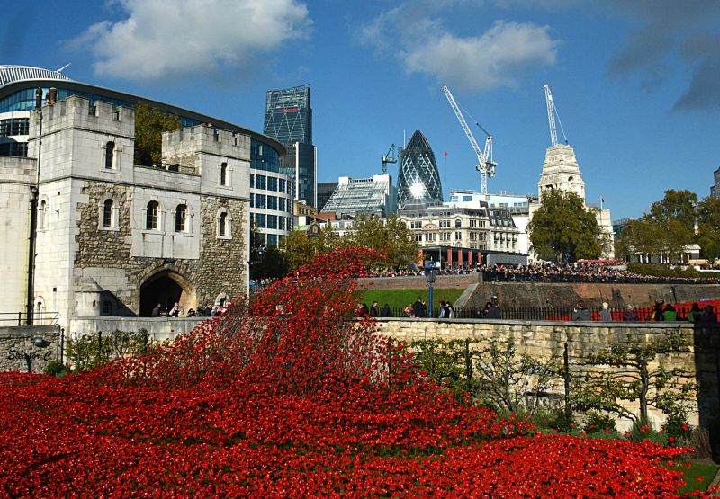 flower, plant, landmark, sky, city, tourist attraction flower, plant, landmark, sky, city, tourist attraction