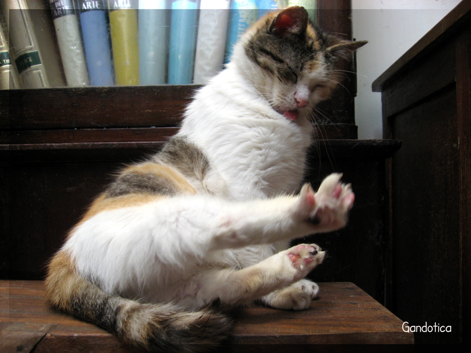 แมว, ขนยาว, Kat, แมว, Gatos, อุ้งเท้า, cc400, cc100, kissablekat, velvetpaws, คิตตี้ชิป, musymas