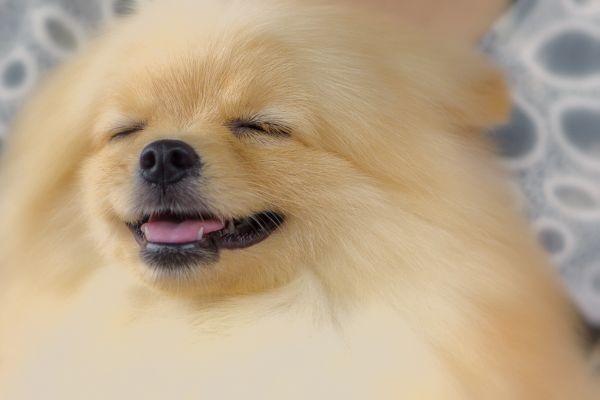 dog,carnivore,dog breed,companion dog,fawn,whiskers