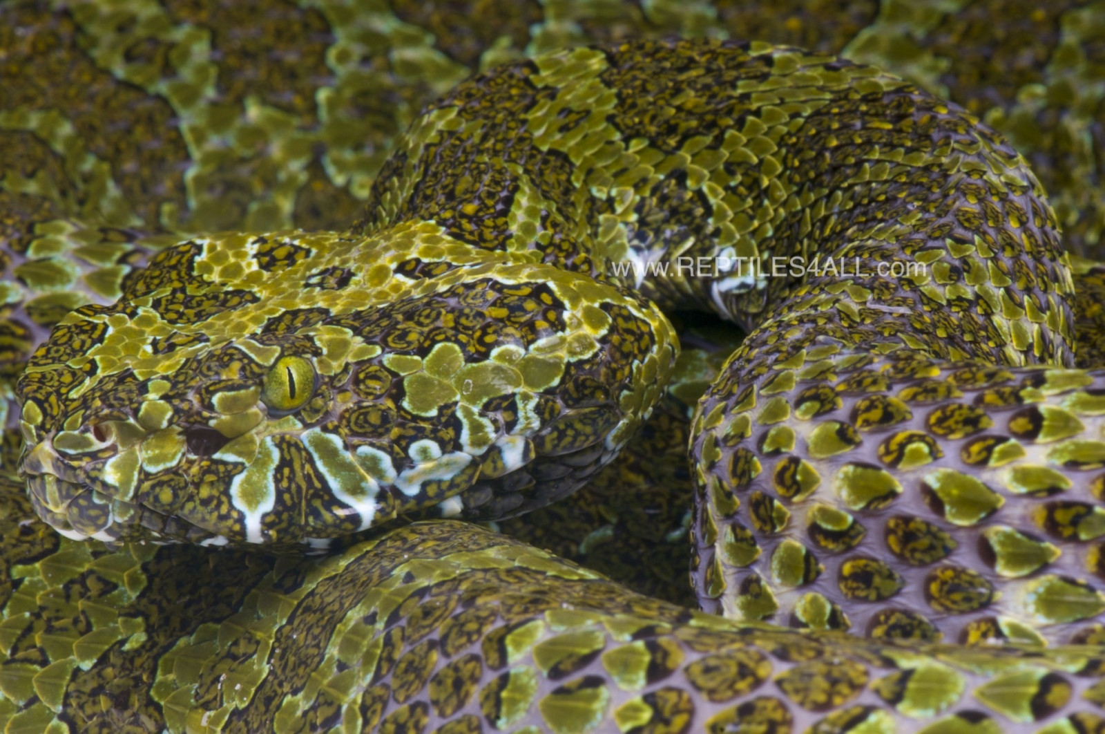 fauna, terrestrial animal, had, plaz, had, zmenšen plazů, organismus, chřestýš, Volně žijících živočichů, ZMIJE, Colubridae, Kingsnake, non vaskulární suchozemská rostlina, obojživelník, mořská biologie, mech