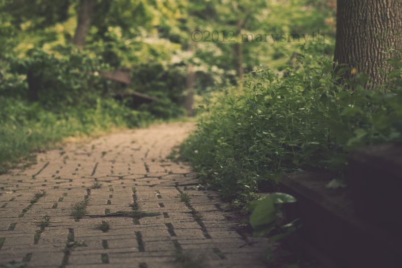 slunečnímu záření,krajina,les,tráva,nebe,park