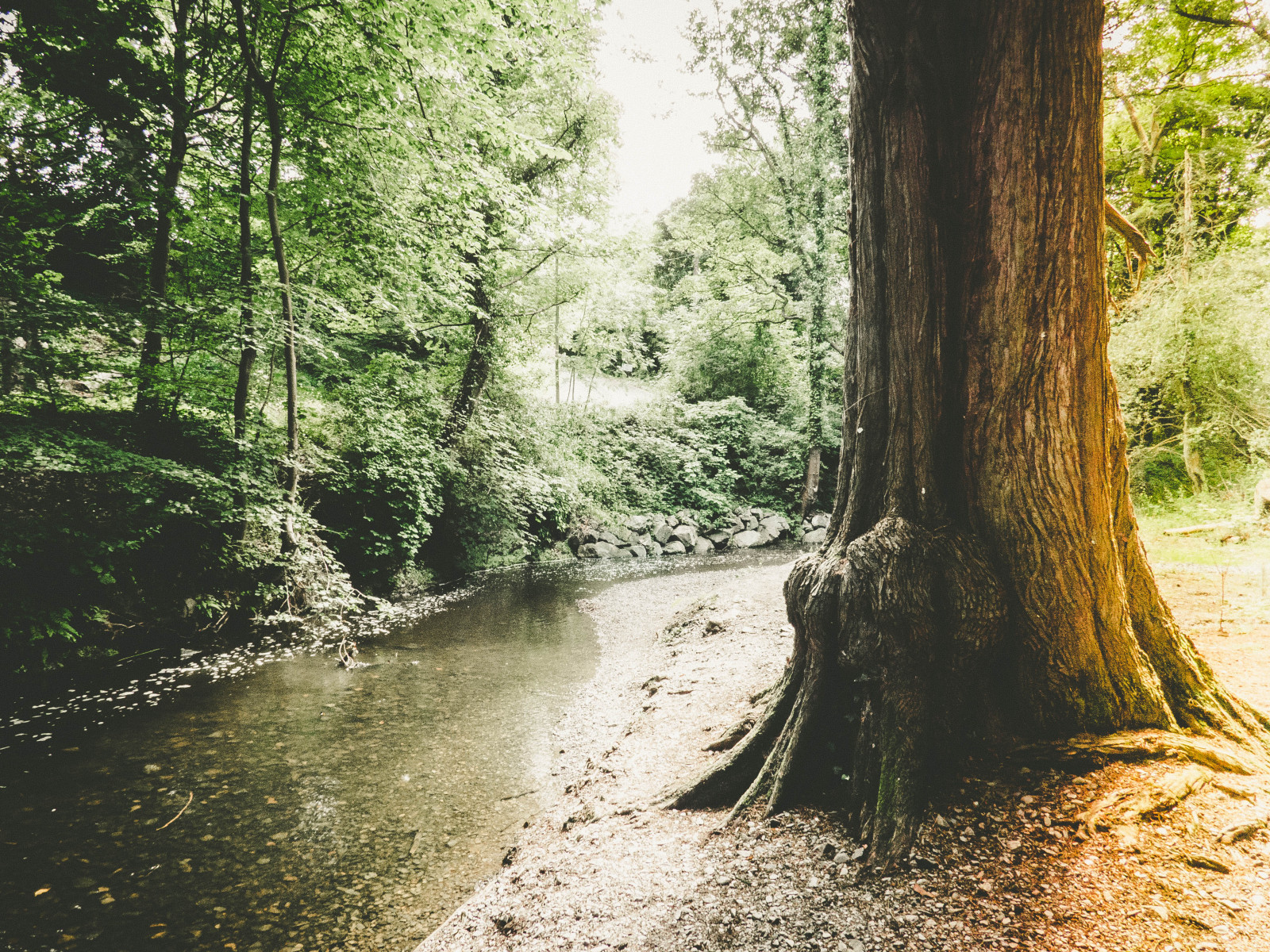Wallpaper landscape, nature, pine trees, water, dirt road, stream
