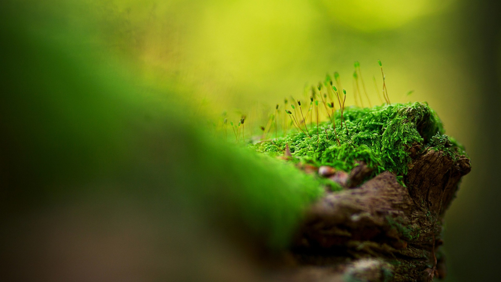 luz de sol, bosque, naturaleza, césped, Plantas, fotografía, madera, de cerca, macro, rama, musgo, verde, Bokeh, ligero, árbol, hoja, flor, planta, flora, fauna, Papel pintado de la computadora, botánica, de cerca, Fotografía macro, Tallo de la planta