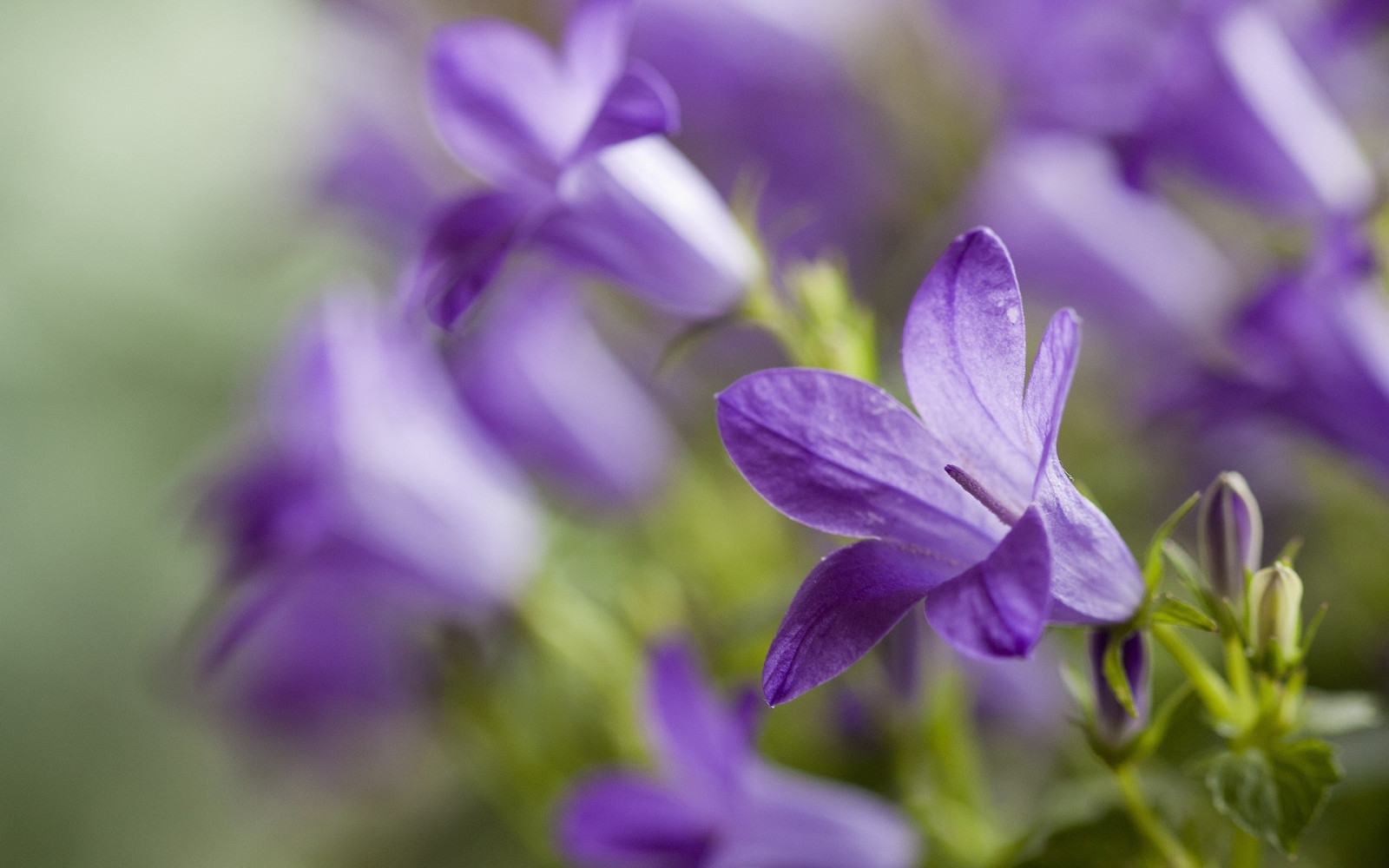 plant, petals, blurring