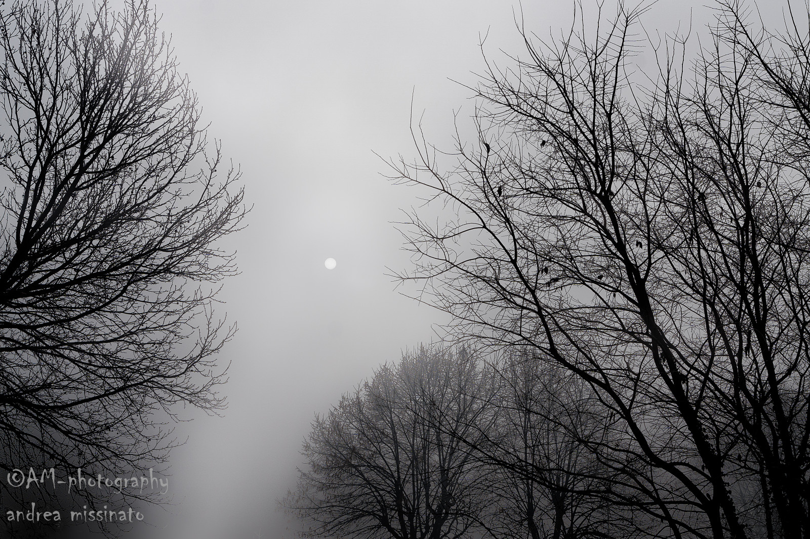træer, Skov, monokrom, Italien, natur, by-, himmel, sne, vinter, afdeling, morgen, tåge, Sol, atmosfære, Europa, Fryser, Myst, lys, sort og hvid, Sky, træ, tåge, vejr, daggry, plante, udendørs, bw, geolocation, exif isospeed 100, exif åbning 71, mørke, exif focallength 30mm, steder, biancoenero, monza, Lombardia, atmosfærisk fænomen, sort og hvid, monokrom fotografering, vedplante, geo land italien, exif gøre sony, kamera gør sony, geo state lombardia, kameramodel ilca77m2, exif model ilca77m2, geo byen monza, exif linse dt1750mmf28