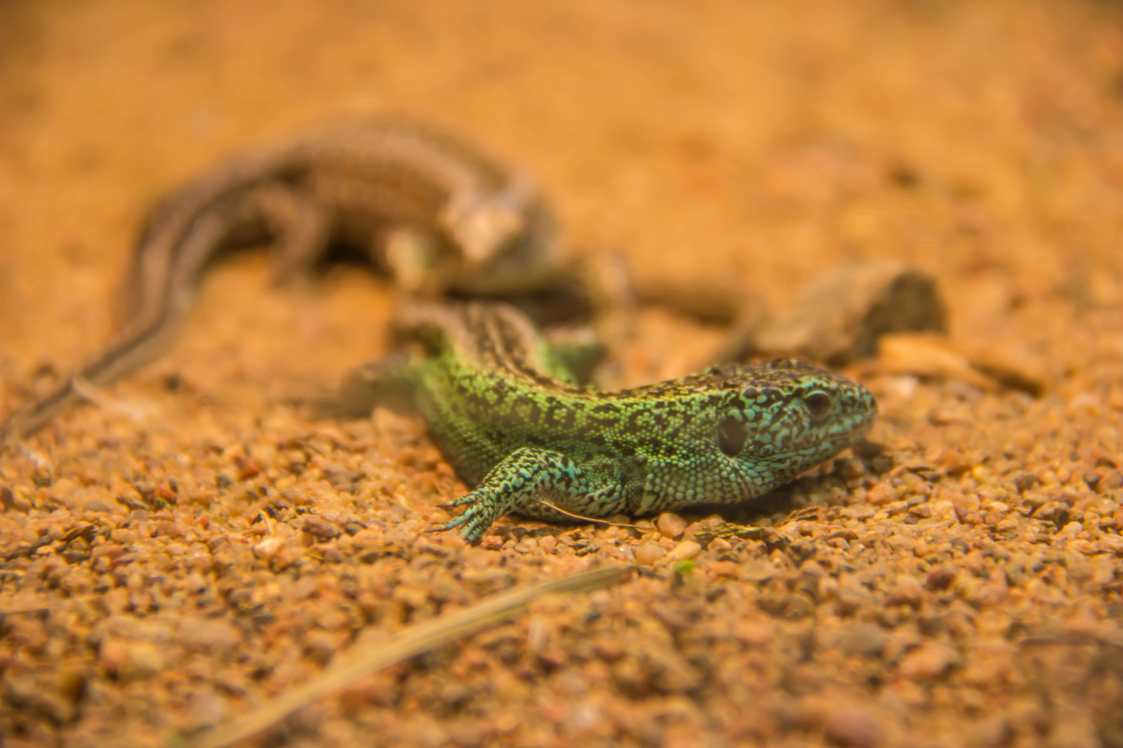 Volně žijících živočichů, zoologická zahrada, ještěrka, had, DJUR, ještěrka, dla, Djurpark, sk nesdjurpark, písek dla, lacertaagilis, sandlizard, kr ldjur, plaz, fauna, obratlovců, zblízka, makro fotografie, zmenšen plazů, Agamidae, Lacertidae, lacerta, Lissotriton, ještěrka zelená, čolek, Salamandridae