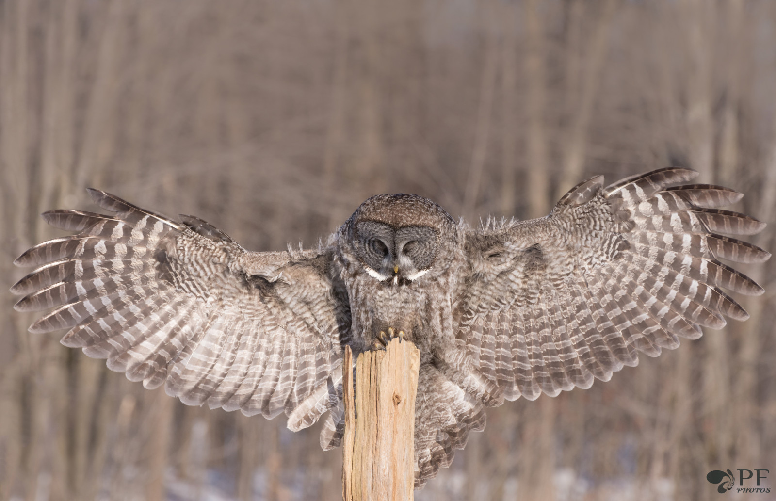 Příroda, zima, dřevo, větev, Volně žijících živočichů, Kanada, Nikon, dravý pták, sova, zobák, Sokol, zvíře, pták, divoký, jestřáb, káně, hiver, arbre, oiseau, křídlo, fauna, vášeň, prohlížení pták, obratlovců, Accipitriformes, chouette, lapone, lesc dres, pr dateur, pedator