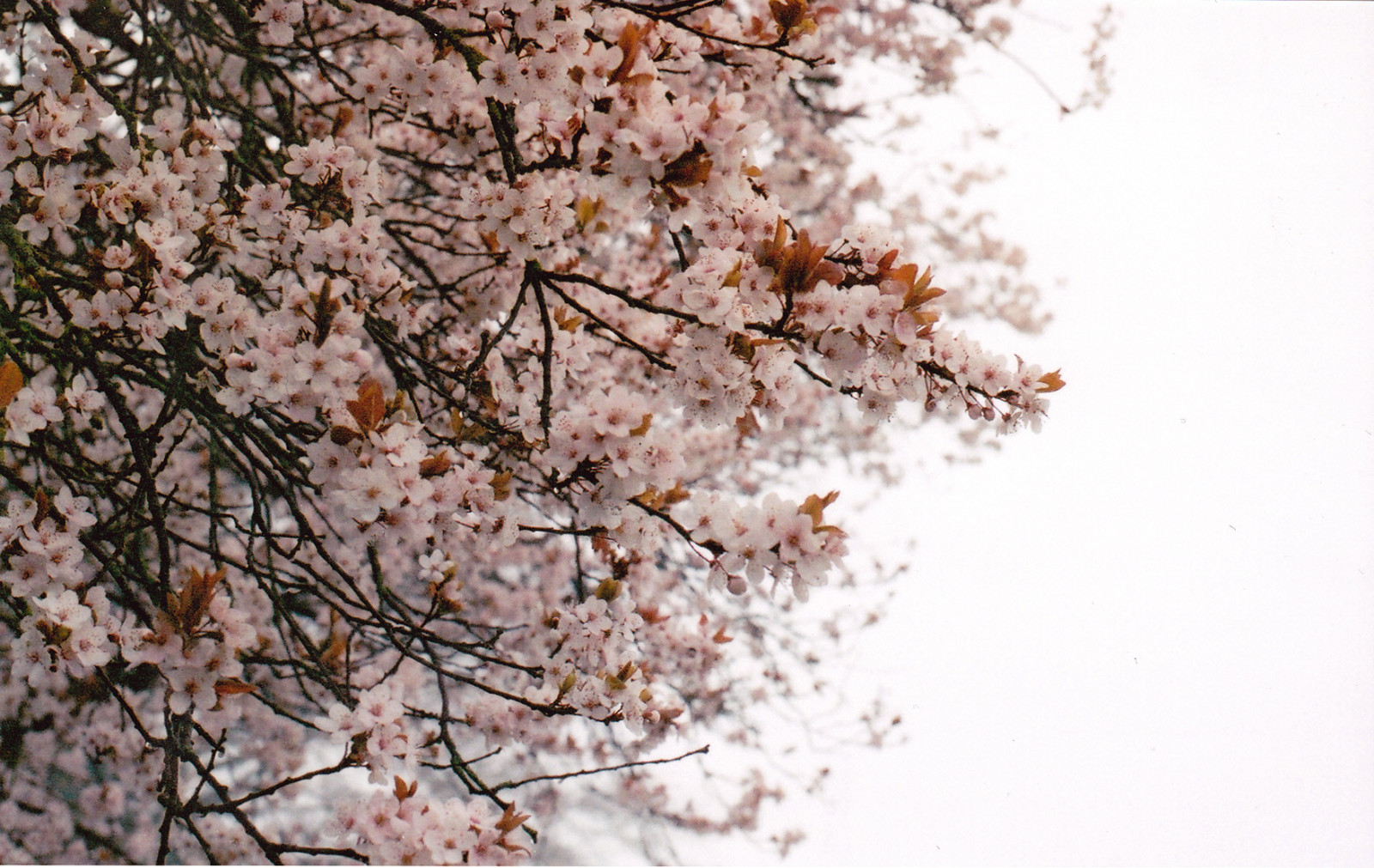 ráno, růžový, květiny, nebe, bílý, mlha, Max, strom, film, Příroda, mlha, analogový, 50mm, brzy, jaro, pentax, fotoaparát značky kodak, bokeh, F14, mlhavý, 400, květ, prošlý