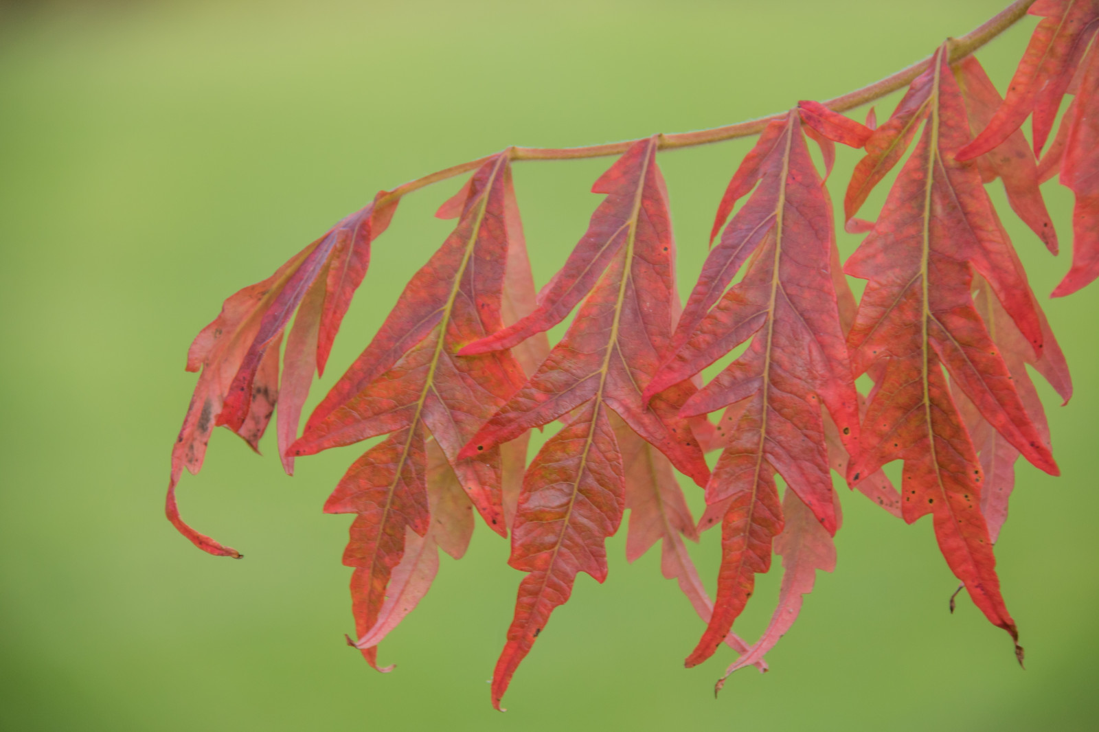 zahrada, Červené, park, větev, zelená, strom, podzim, list, květ, rostlina, sezóna, flóra, h st, l v, exif modelu canoneos760d, geocountry, Kamera aby kánon, geocity, Model fotoaparátu canoneos760d, geostate, geolocation, EXIF čočka efs18200mmf3556is, EXIF otvor 56, exif focallength 200mm, exif aby kánon, EXIF isospeed 320, Alnarp, botanika, suchozemská rostlina, kvetoucí rostlina, dřevina, makro fotografie, závod stonek, javor, Javorový list