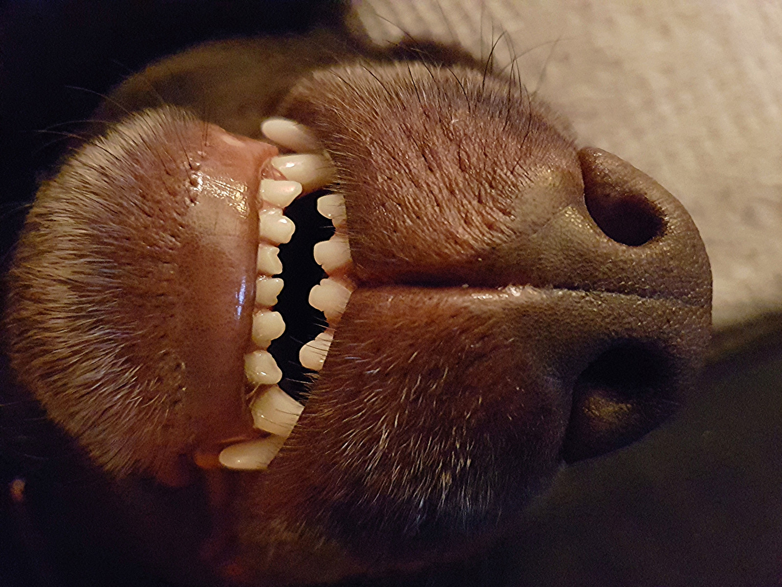 fotografering, hund, Brun, hår, tænder, mund, næse, whiskers, chokolade, Labrador, hoved, åben, øje, hånd, i søvn, øre, menneskelige legeme, organ, tæt på, makrofotografering, snude, tand, hvirvelløse, åben mund
