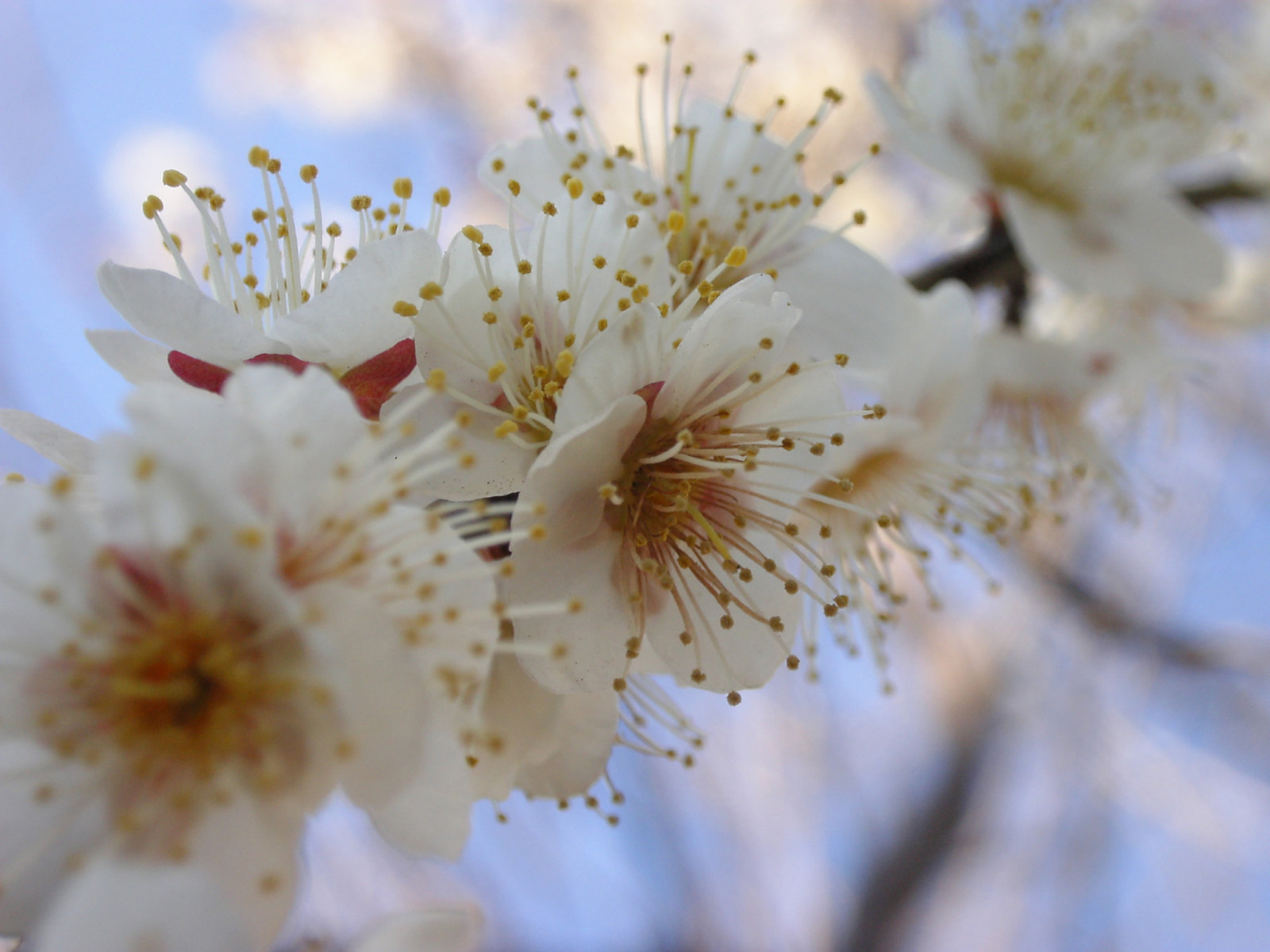 Japonsko, slunečnímu záření, bílý, nebe, detailní, makro, větev, Třešňový květ, japonský, pyl, květ, jaro, květ, rostlina, švestka, UME, flóra, okvětní lístek, abigfave, impressedbeauty, divoká rostlina, větvička, počítač tapeta, zblízka, makro fotografie, závod stonek, meruňka, dokonalost, prunus, Mume, 250f10v, stock photography