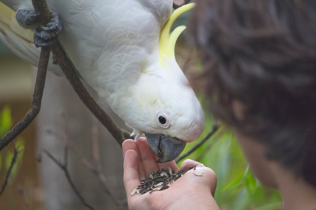 zvíře, pták, papoušek kakadu, sulphurcrestedcockatoo, Austrálie, rodák, Papoušek