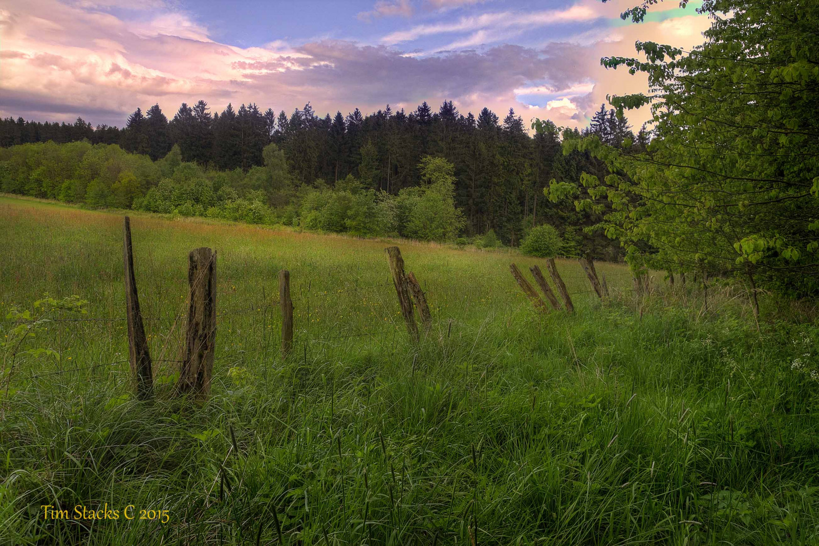 les, plot, Německo, krajina, hessen, louky, Kassel, habichtwald