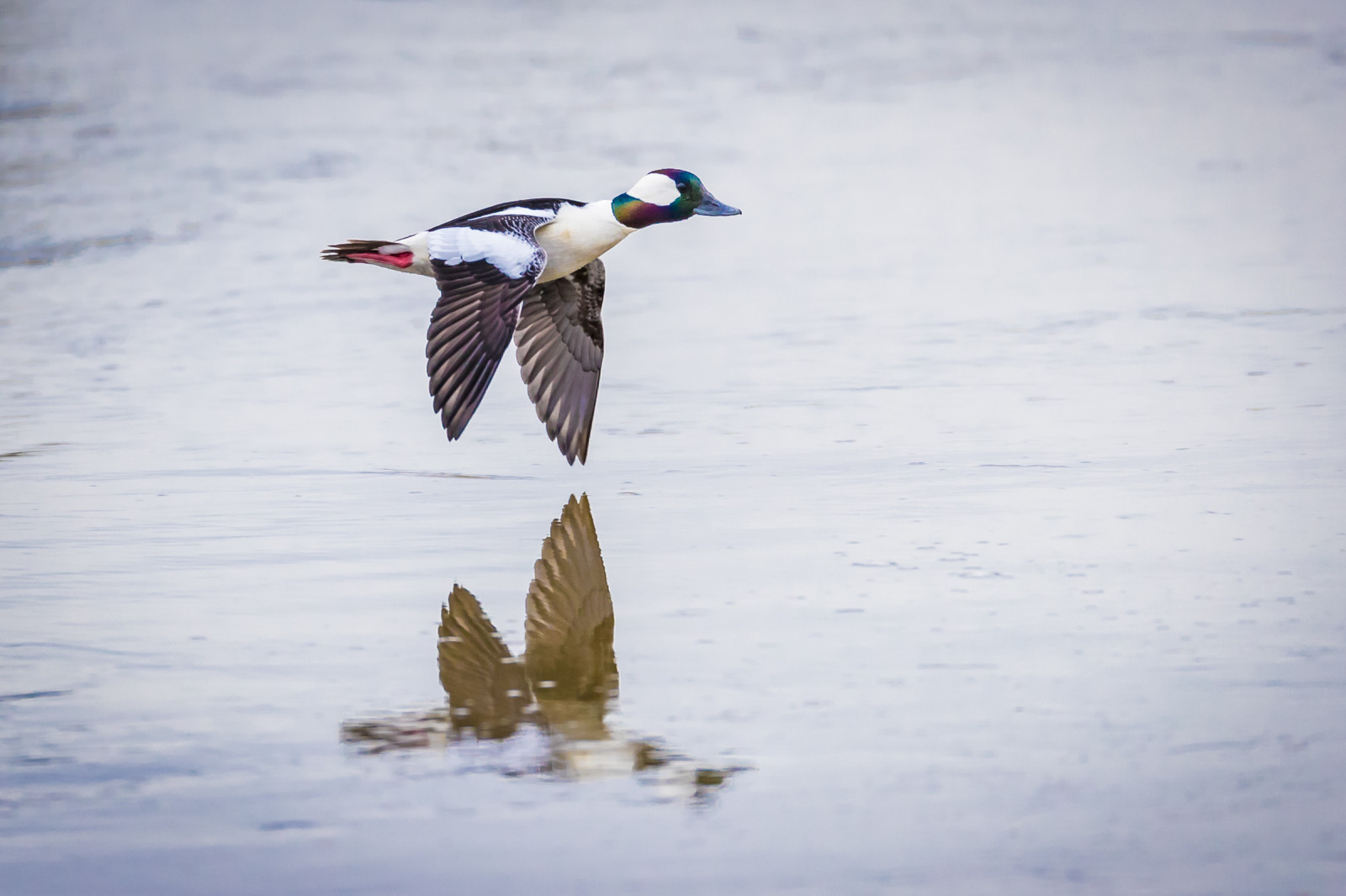 Marysville, hohol bělavý, kachna, washington, birdsinflight, Příroda, pugetsound, pták, Americanbirds, venku, westernwashington, Volně žijících živočichů, Okres Snohomish, divočina, zvíře, americký, BIF, Bucalb, fanoušek, ornitologie, ptactvo, pozorování ptáků, Bucephalaalbeola, Buffleheadduck, buffleheadducks, Buffleheads, Kachny, Let, Létat, letící, flyingbird, Pohyb, hnutí, Snohomish, wa, washingtonstate, divoký, křídla