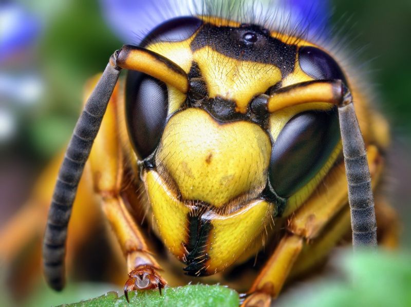 1600x1197 px,natuur,insect