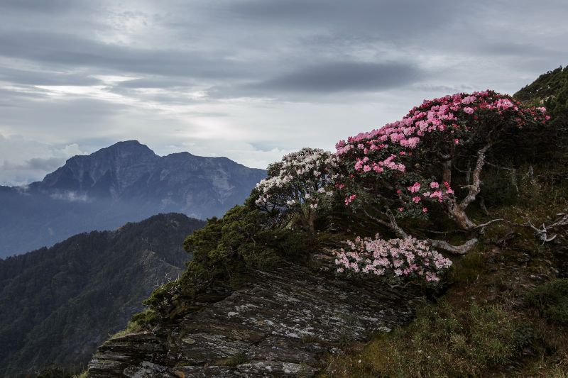 landscape, mountains, flowers, rock, nature, photography landscape, mountains, flowers, rock, nature, photography