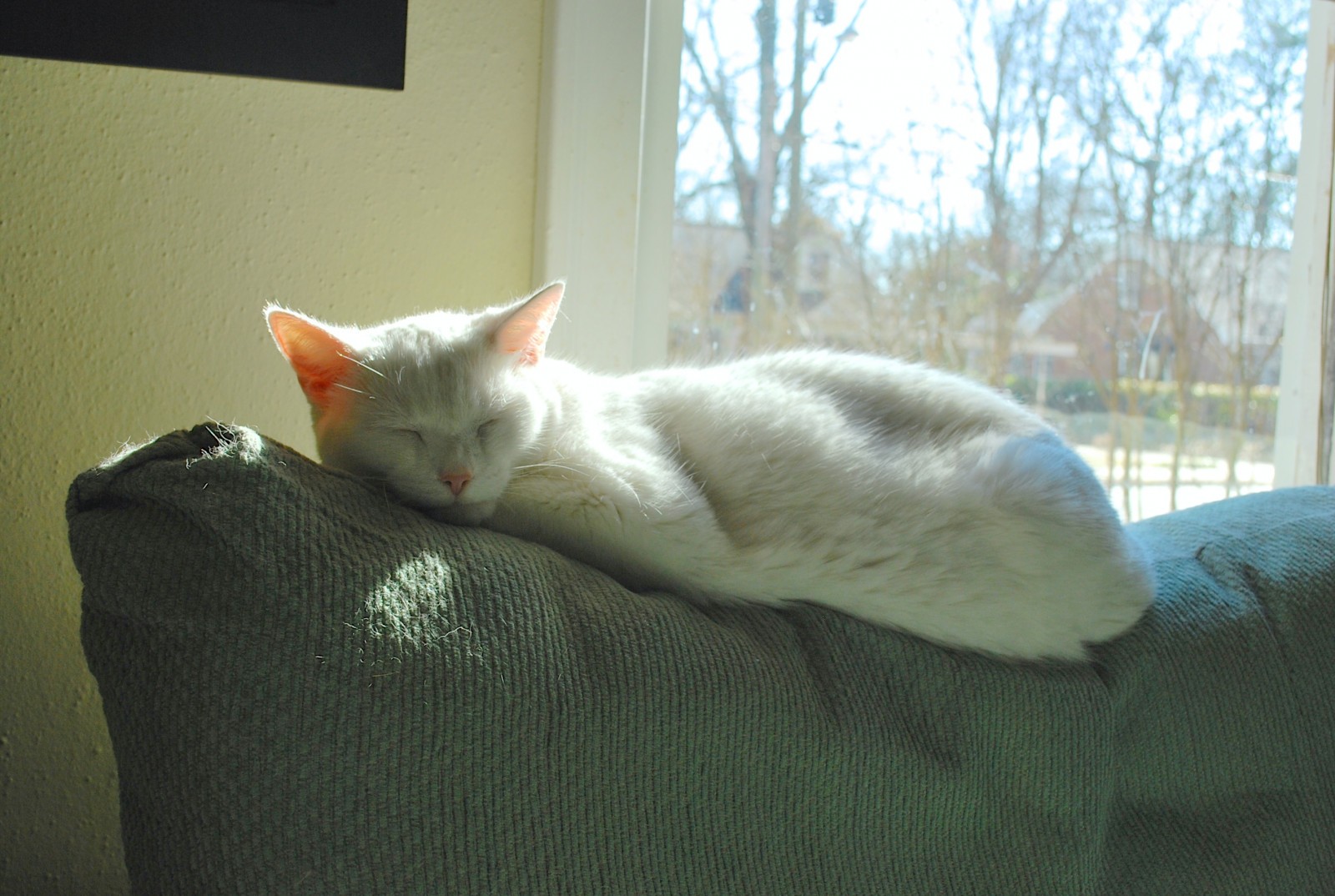 slunce, bílý, mužský, okno, kočka, zdřímnutí, Slunný, gauč, Karlík, gauč, kitteh, macska, gatto, Katzen, kot, ko ka, kedi, katt, Kissa, k ttur, Macka, kucing, kate, ma ek, ka je, pisica, cc600, gorbe