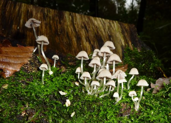 macro,mushroom,mushrooms,natura,Panasonic,fungi