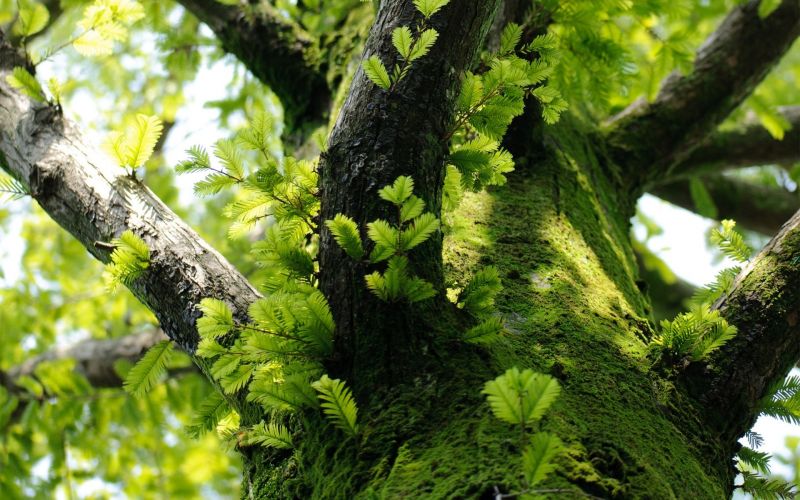 1920x1200 px, afdeling, makro, mos, natur, blade