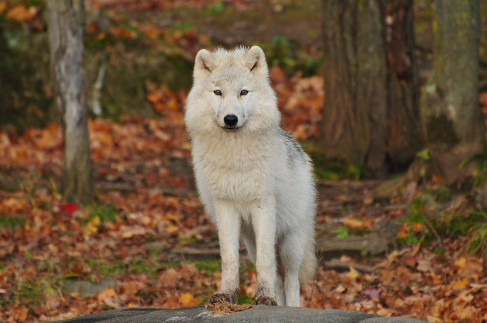 Sfondi : lupo, predatore, bianca 2048x1360 - wallpaperUp - 1197600 ...