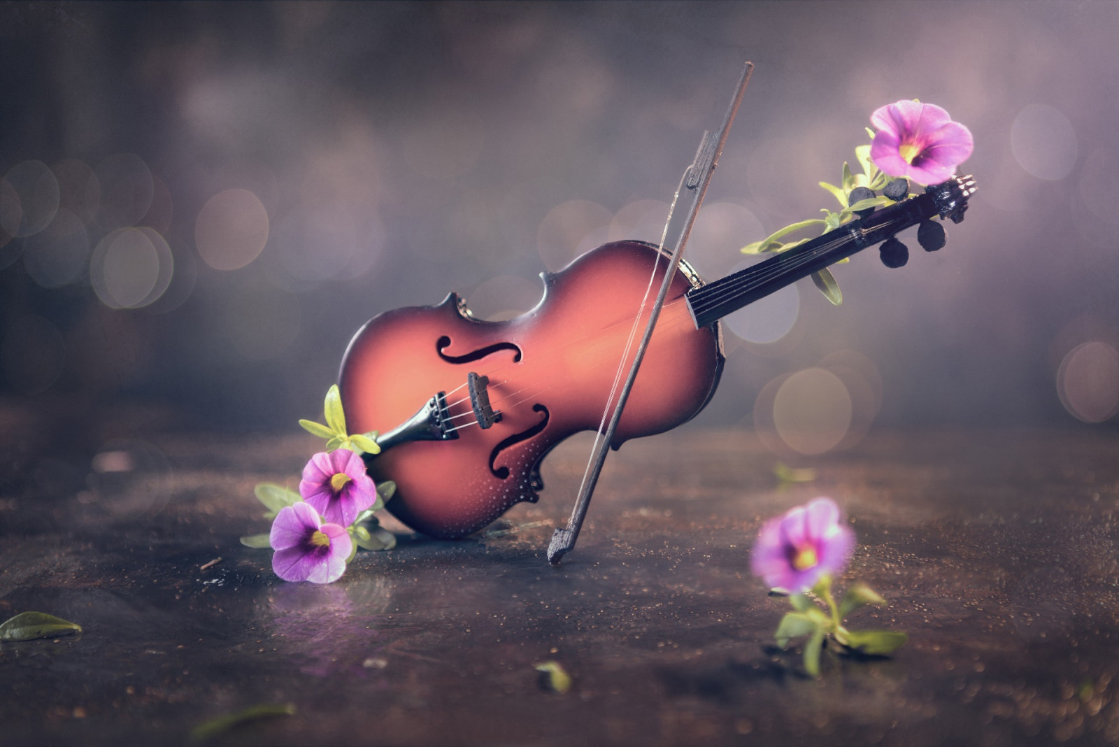 Imagini de fundal plantă, floare, animale vertebrate, petală, Violet