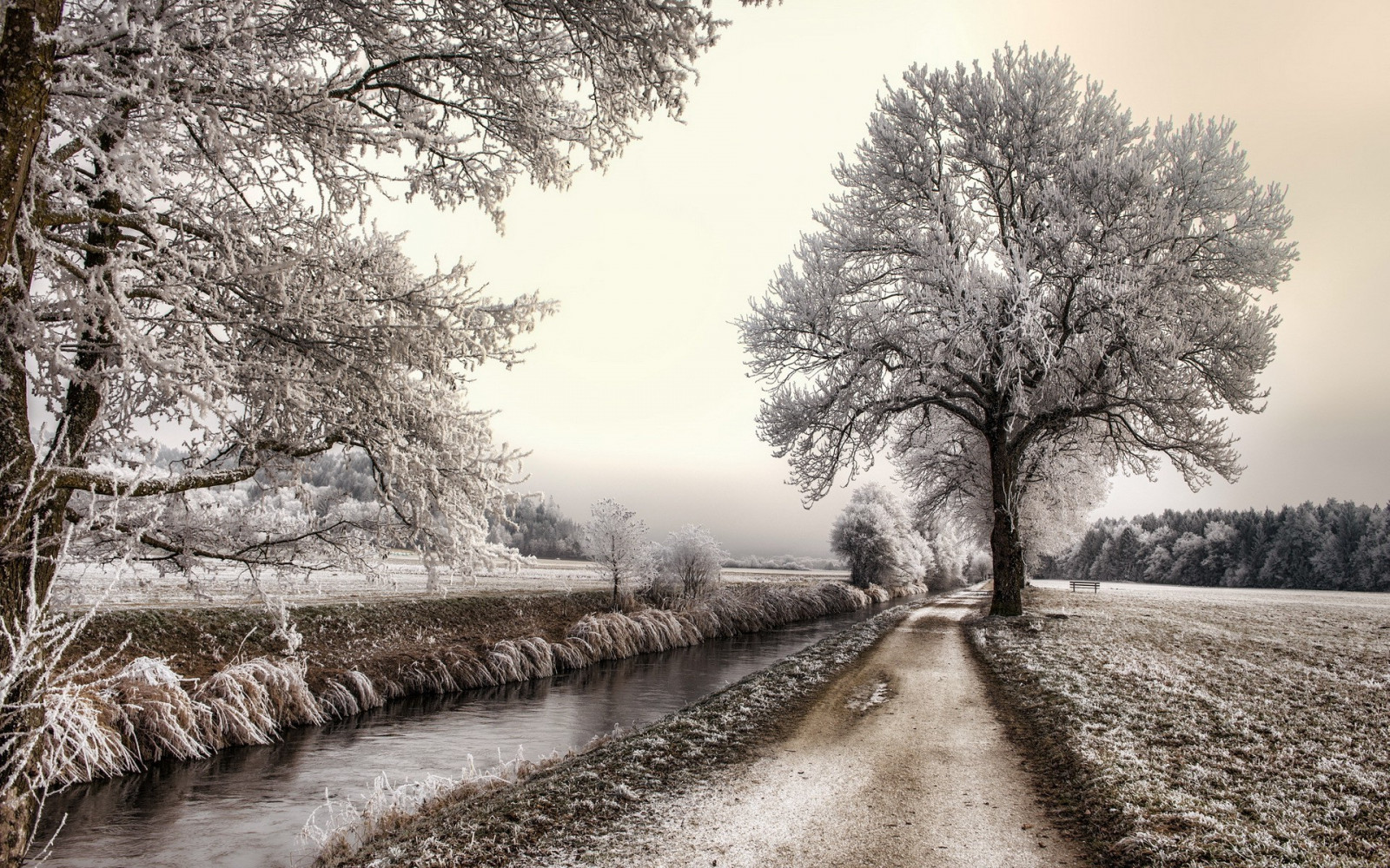 slnečnému žiareniu, krajina, les, Monochrome, príroda, sneh, zimné, vetva, dopoludnia, hmla, mráz, Zmrazenie, strom, jeseň, hmla, kvetina, počasie, rastlina, sezóna, 1920x1200 px, Zálesí, vidiek, atmosférický jav, čierna a biela, monochromatické fotografovanie, drevina