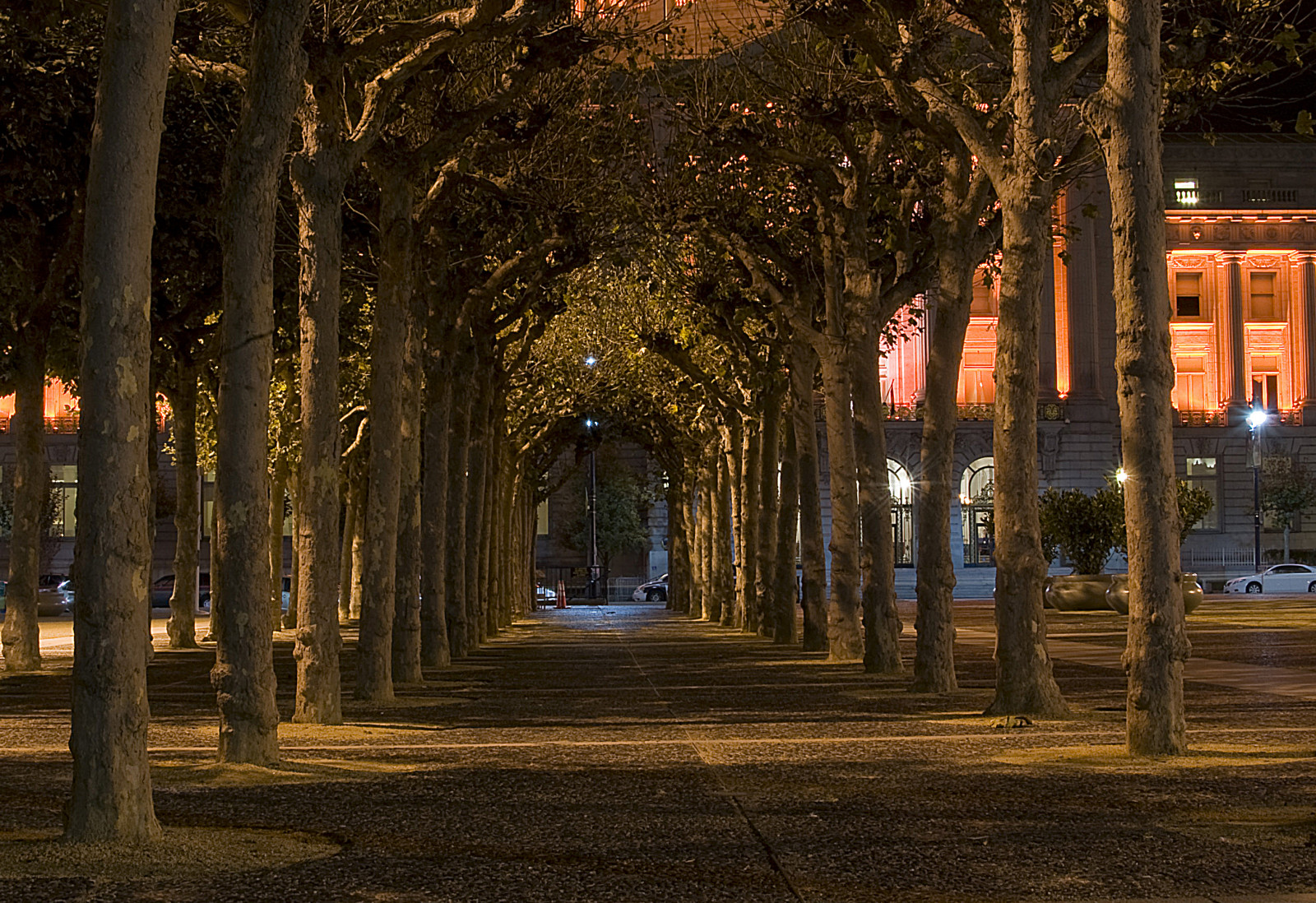 Wallpaper sunlight, trees, bay, night, evening, California, Nikon, light, tree, autumn, prime