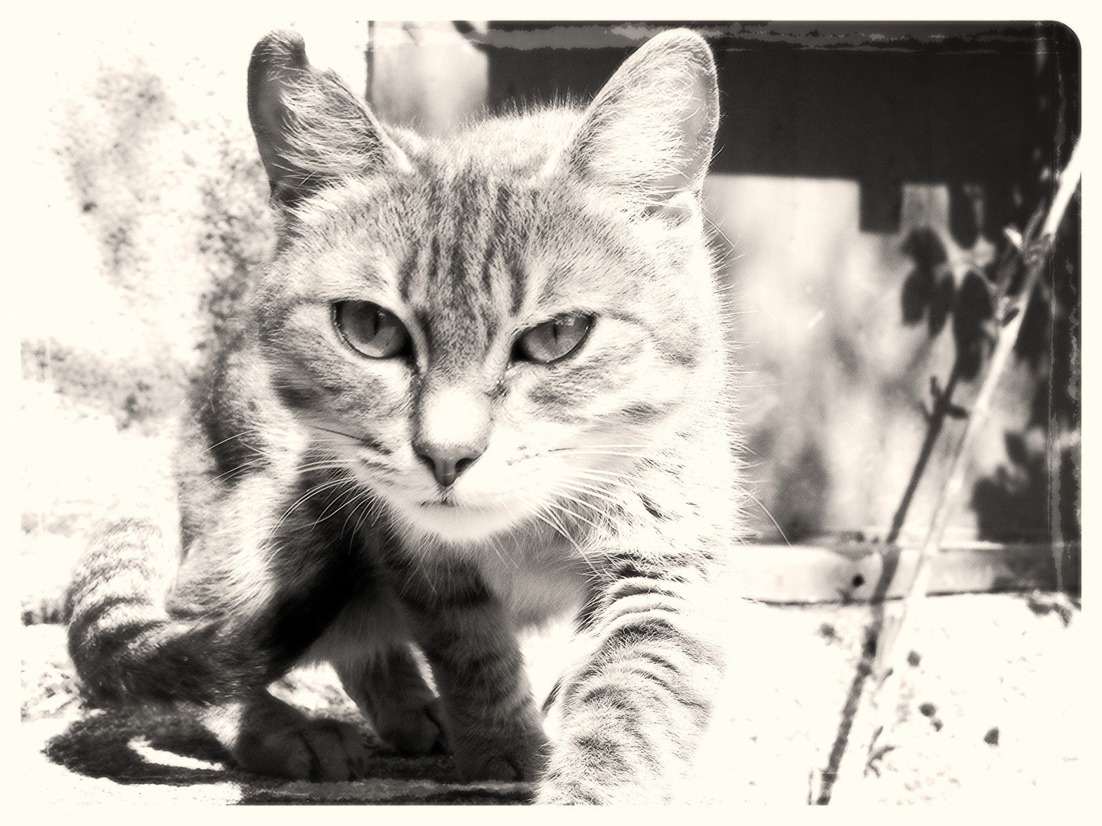 แมว, เครา, ดำและขาว, สัตว์ป่า, สัตว์เลี้ยงลูกด้วยนม, แมวขนาดเล็กถึงขนาดกลาง, แมว tabby, แมวเหมือนสัตว์เลี้ยงลูกด้วยนม, ถ่ายภาพขาวดำ, ลูกแมว, แมวป่า, แมวเหมียวในประเทศ, จมูก, ขาวดำ, dragon li, carnivoran, สัตว์ป่า, shorthair ยุโรป, ตุ๊กตาทองอเมริกัน, ขนสัตว์, หาง, เอเชีย