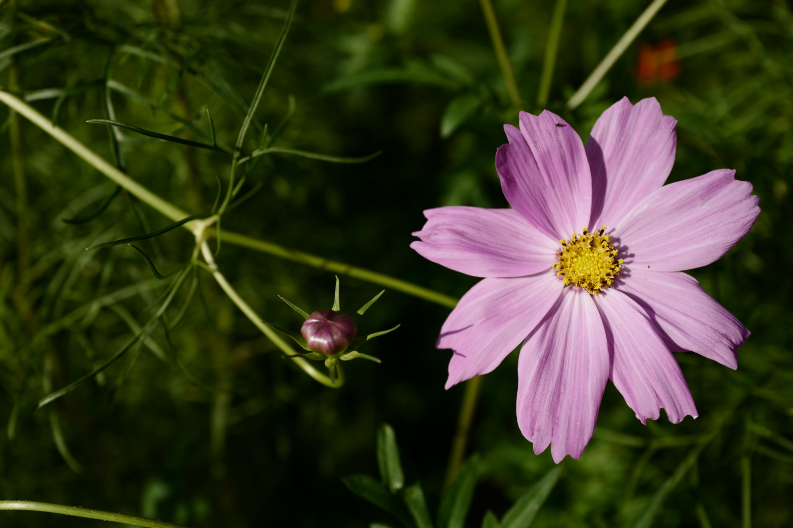 Japan, natur, græs, Mark, Leica, Tokyo, Jp, blomst, plante, kosmos, flora, kronblad, eng, Hamarikyu, Shiodome, summilux, leicaq, summilux1728, q, 1728, wildflower, botanik, jord plante, blomstrende plante, etårig plante, makrofotografering, stængelplante, daisy familie, haven kosmos