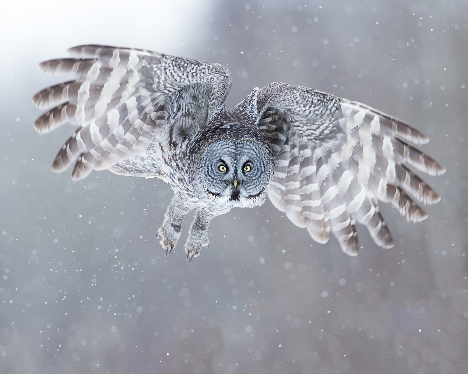 Wallpaper winter, wildlife, Canada, bird of prey, Alberta, beak