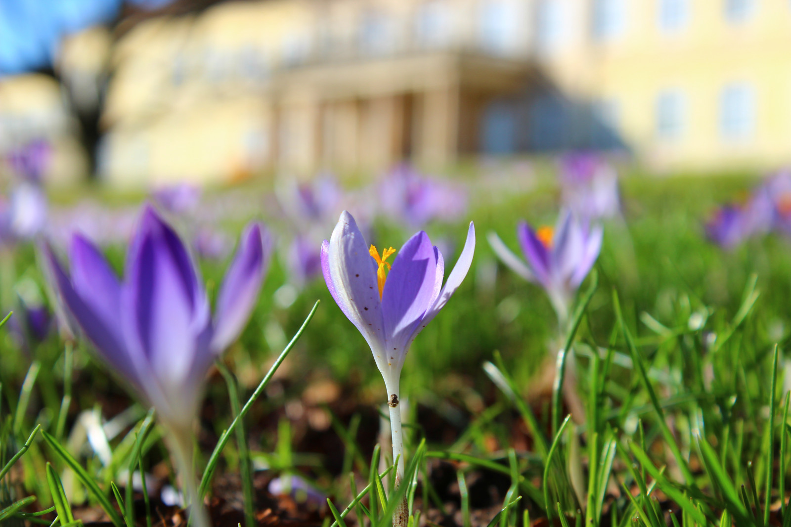 hrad, Hohenheim, univerzita, Universityofhohenheim, Plieningen, Stuttgart, jaro, primavera, krokus, šeřík, fialový, květ, rostlina, Příroda, makro, budova, architektura, slunce, odpoledne, světlo, barva, canoneos600d, květ, květ, tráva, list, detailní, badenwuerttemberg, Německo, královský, král, Království, palác, sloupec, chrám, kámen, ráj, Paráda