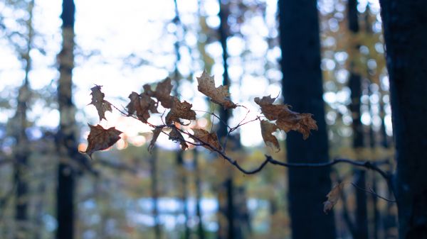 bokeh,nature,leaves,fall,branch,Kyle Larivee