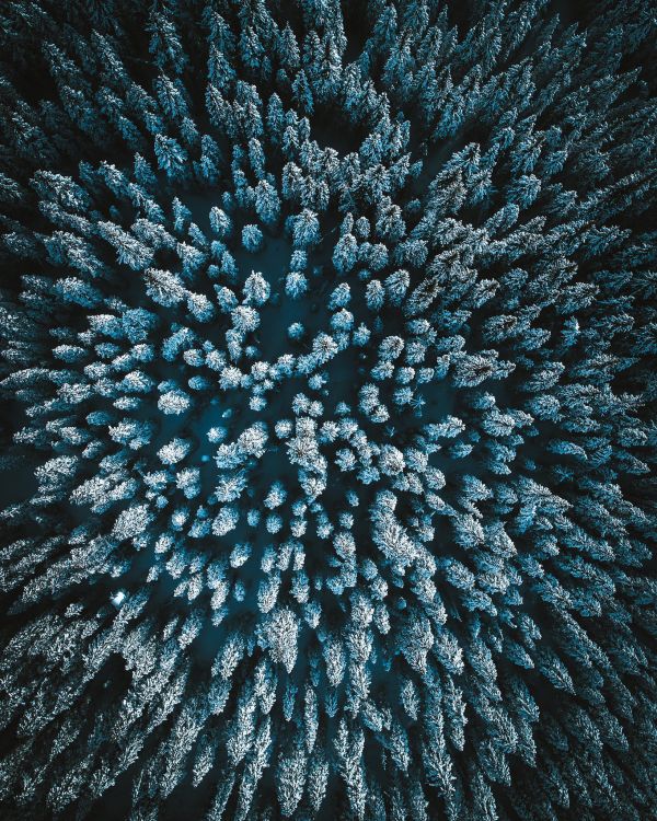 plant,Natural landscape,pattern,underwater,flower,petal