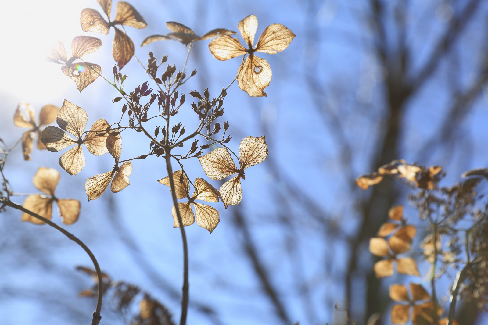 luce del sole, natura, inverno, ramo, brina, fiorire, primavera, 2014, albero, autunno, foglia, fiore, pianta, stagione, flora, cielo blu, NGC, Fiore di campo, ramoscello, produrre, botanica, fotografia macro, dryhydrangea