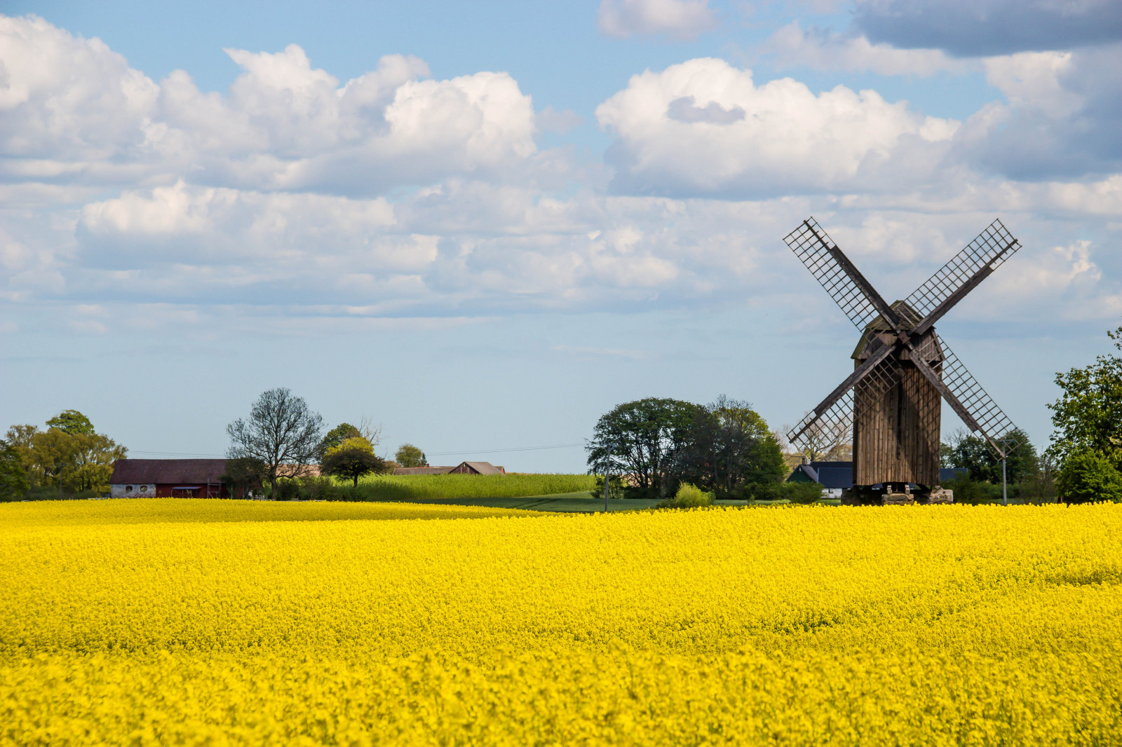 krajina, jídlo, tráva, nebe, pole, hospodařit, větrný mlýn, řepkového, mrak, květ, rostlina, nebe, sk ne, venkov, moln, nárazy, m lla, f lt, landskap, řepka, rapefield, jordberga, jordbergam lla, zemědělství, louka, prostý, prérie, oříznutí, venkov, vyrobit, suchozemská rostlina, kvetoucí rostlina, tráva rodina, zeleninový, brassica, hořčice závod
