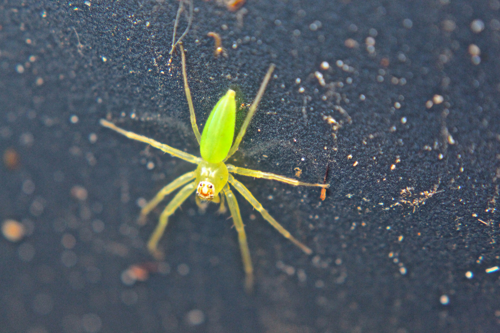 flora, blad, makrofotografering, edderkop, Spindlere, vand, tæt på, insekt, hvirvelløse, organisme, leddyr, plante, stængelplante, fugtighed, edderkoppespind, græs