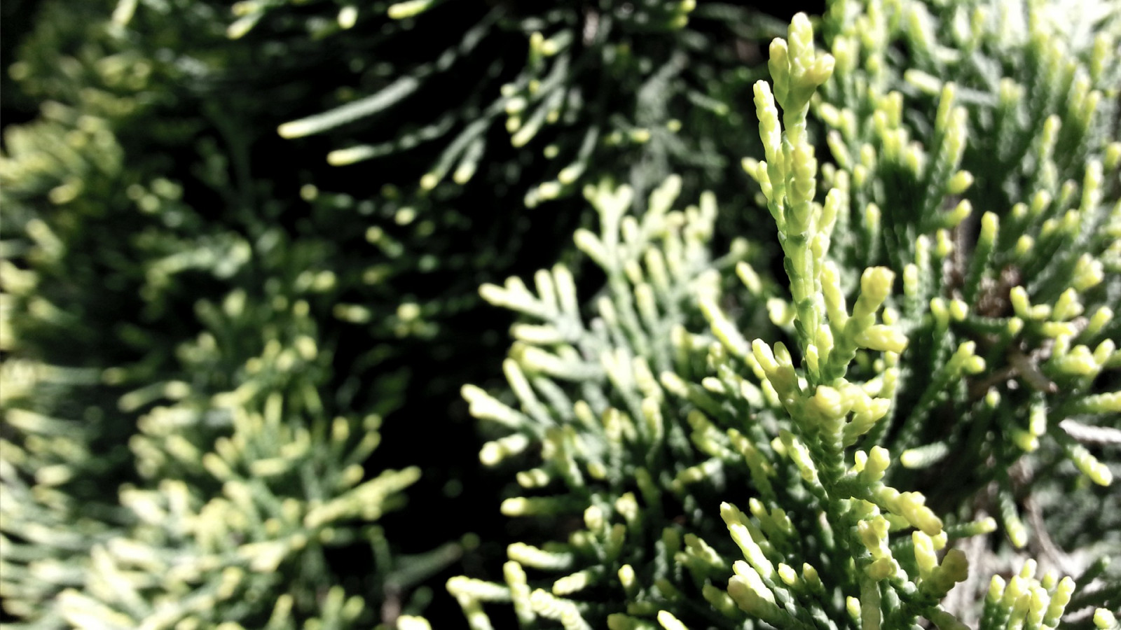 Příroda, tráva, fotografování, makro, větev, zelená, smrk, jedle, jehličnatý strom, Evergreen, strom, list, květ, rostlina, flóra, trávník, botanika, suchozemská rostlina, dřevina, ekosystém, mírné jehličnatý les, keř, makro fotografie, tráva rodina